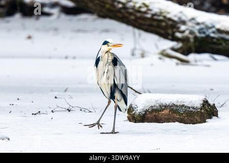 Grauer Reiher, Der Auf Dem Gefrorenen Teich Im Schnee Steht Stockfoto