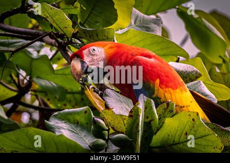 Ein lebhafter Scharlach-Ara (Ara macao), der sich von Strandmandeln in einem üppigen tropischen Baldachin Costa Ricas ernährt. Stockfoto