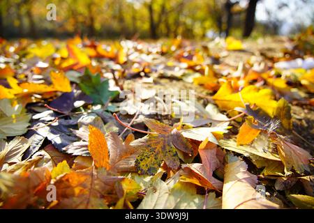 Herbstwald bedeckt mit einem lebhaften Teppich aus gefallenen Blättern, mit satten Rot-, Orange-, Gelb- und Grüntönen, vor dem Hintergrund von Baumstru Stockfoto