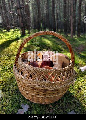 Foto von einem Korb, gefüllt mit Pilzen im Wald. Stockfoto