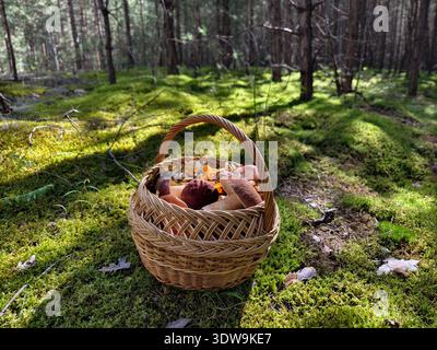 Foto von einem Korb, gefüllt mit Pilzen im Wald. Stockfoto