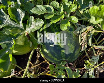 Wassermelonenfrüchte umgeben von Stämmen und Blättern im Garten. Stockfoto