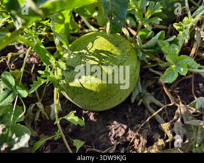 Wassermelonenfrüchte umgeben von Stämmen und Blättern im Garten. Stockfoto