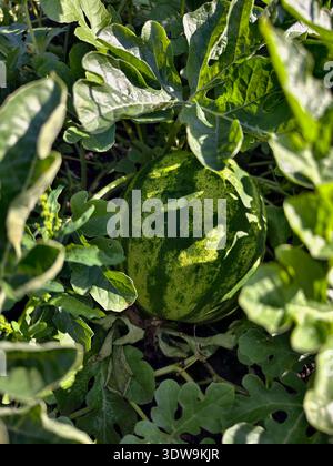 Wassermelonenfrüchte umgeben von Stämmen und Blättern im Garten. Stockfoto