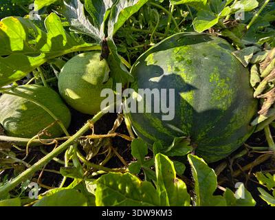 Wassermelonenfrüchte umgeben von Stämmen und Blättern im Garten. Stockfoto