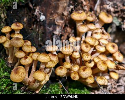 Eine Gruppe essbarer Honigpilze Armillaria mellea auf der Rinde eines Baumes in einem Wald. Stockfoto