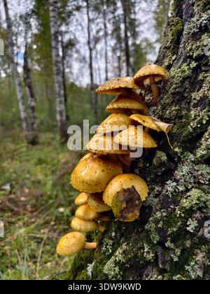 Eine Gruppe von Pilzen goldener Pholiota oder adiposa (Pholiota aurivella oder adiposa) auf der Rinde eines Baumes in einem Wald. Stockfoto