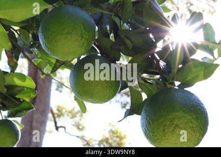 Grüne Mandarinen, die auf Bäumen wachsen und das Sonnenlicht durch die Blätter in Munruben, Queensland, Australien. Stockfoto