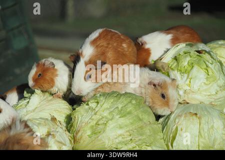 Meerschweinchen essen Salat an einem sonnigen Nachmittag Stockfoto
