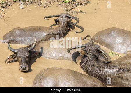 Eine Herde wilder Wasserbüffel, die im schlammigen Wasser baden und entspannen. Gruppe von großen Tieren, die ein kühles Schlammbad in ihrem natürlichen Lebensraum genießen, Peacef Stockfoto