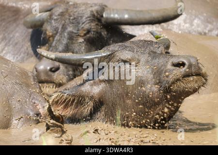 Zwei Wasserbüffel, die sich an heißen Tagen in matschigem Wallow abkühlen. Inhalt Haustier genießt entspannendes Schlammbad in natürlicher Umgebung auf dem Bauernhof mit Nahaufnahme Stockfoto