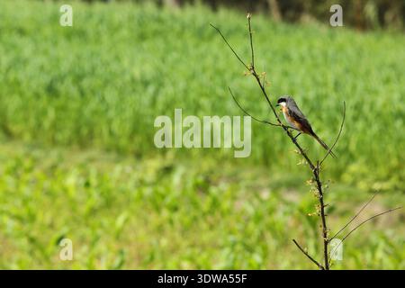 Ein wunderschöner Grau-Rücken-Shrike (Lanius tephronotus), ein partieller Zugvogel, der aus dem Himalaya und Tibet in die Tiefebene von Nepal Dura absteigt Stockfoto