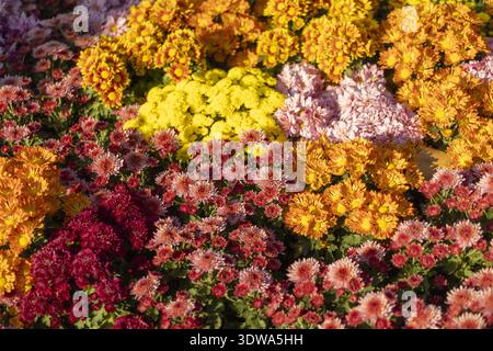 Lebendiger und farbenfroher floraler Hintergrund der schönen Chrysanthemen Blumen, die im Garten blühen. Fröhliche gelbe, orange und rote Blüten sorgen für fröhliche Te Stockfoto
