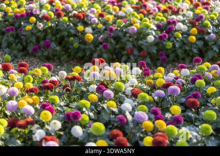 Lebhaftes Feld mit farbenfrohen Pomponblumen im Garten. Fröhlicher Hintergrund aus roten, gelben und lila Blüten in voller Blüte, die fröhlich und schön wirken Stockfoto