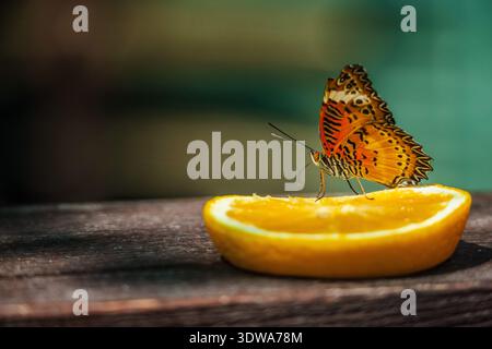 Leuchtender orangefarbener Schmetterling mit schwarz-weißen Mustern ernährt sich von einer saftigen orangefarbenen Scheibe, die bei natürlichem Sonnenlicht auf einer Holzoberfläche platziert wird. Stockfoto