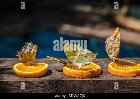 Drei Schmetterlinge verschiedener Arten ernähren sich von Orangenscheiben, die bei hellem Sonnenlicht auf einer hölzernen Oberfläche in der Nähe eines verschwommenen blauen Hintergrunds platziert werden. Stockfoto