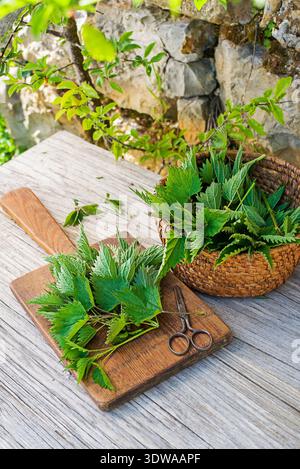 Frische Brennnessel in der Natur. Korb mit frisch geernteten Brennnesselpflanzen. Frühlingszeit der Kräuterernte. Stockfoto