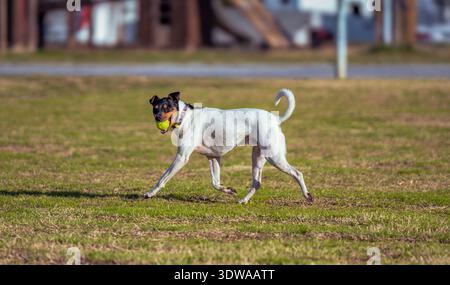 Ein fröhlicher Trikolore Bodeguero Rattenterrier trabt über ein sonniges grünes Feld mit einem gelben Tennisball im Mund und schaut in die Kamera. Stockfoto