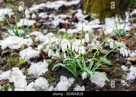 Schneeglöckchen im Garten. Wunderschöne blühende Schneeglöckchen wachsen in weißem Schnee Stockfoto