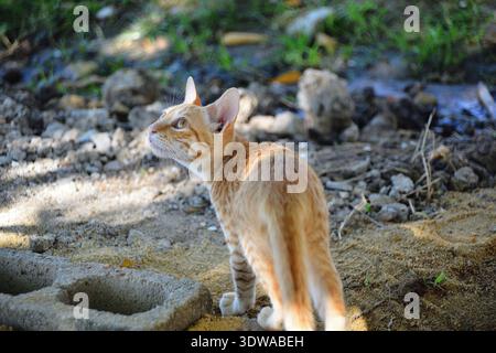 Eine Katzenkatze versteckt sich im Schatten eines Baumes und blickt zurück in die Ferne, als würde sie Beute suchen. Stockfoto