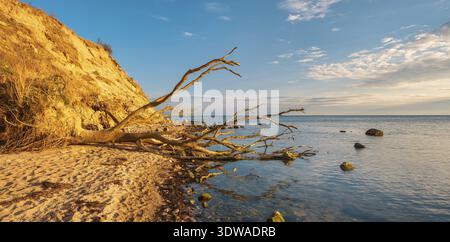 Entwurzelter Baum am Ostseestrand an den Klippen im Abendlicht, Naturpark Mönchgut, Gross Zicker, Halbinsel Mönchgut, Insel Rügen, Stockfoto