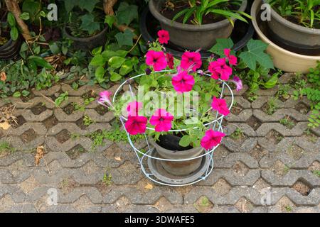 Dieses Bild zeigt leuchtende magentafarbene Petunien, die in einem Blumentopf blühen, der sich in einem hellblauen Drahtkäfig auf Betonsteinpflastern befindet. Der pe Stockfoto