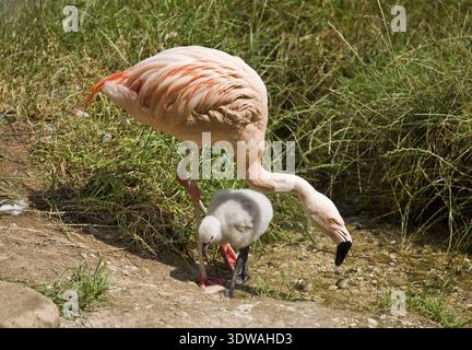 Flamingo: Mutter und Vogel Stockfoto