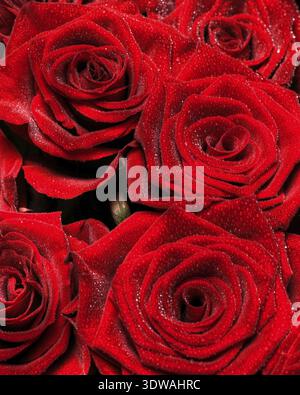 Strauß roter Rosen Stockfoto