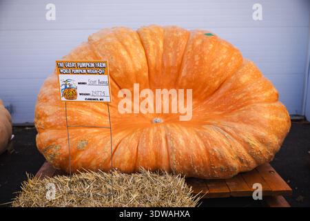 Clarence, New York, USA, 11. Oktober 2025: Riesenkürbis auf der Great Pumpkin Farm in Clarence, New York Stockfoto