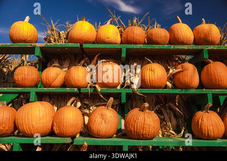 Frische orangefarbene Kürbisse auf grünen Holzregalen vor einem Hintergrund trockener Maisstängel unter einem hellblauen Herbsthimmel Stockfoto