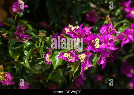 Blühende große Bougainvillea (Bougainvillea spectabilis) Nahaufnahme Stockfoto