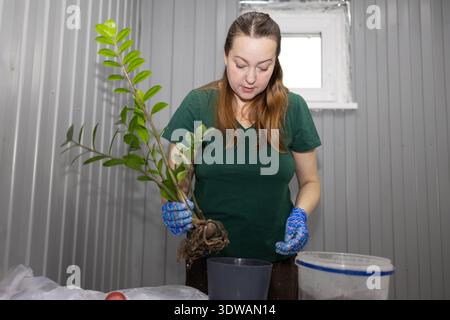 Gärtnerin in blauen Schutzhandschuhen, die Pflanze mit Wurzeln zum Umpflanzen hält. Hobbygärtnerei und Pflanzenpflegeverfahren. Stockfoto