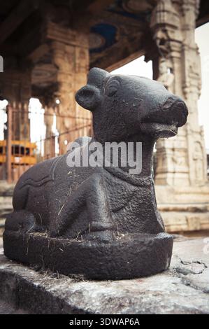 Statue des Nandi-Stiers im Brihadischvara-Tempel. Im Hinduismus ist Nandi ein Shiva-Fahrzeug. Großartige Architektur des Hindutempels, der Shiva gewidmet ist. Südindien Stockfoto