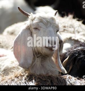 Weißem Kaschmir (Pashmina) Ziege von indischen Highland Farm in Ladakh Stockfoto