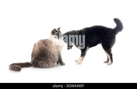 Bild einer pompösen und sibirischen Katze vor weißem Hintergrund Stockfoto