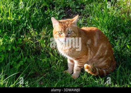Eine gelbe und orangene Tabbykatze, die auf dem Gras im Garten sitzt. Stockfoto
