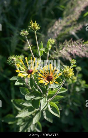 Nahaufnahme von Rudbeckia subtomentosa 'Little Henry' mit Calamagrostis brachytricha im Hintergrund Stockfoto