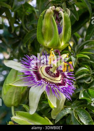 Nahaufnahme der passiflora. Passionsblume (Passiflora caerulea) Blatt im tropischen Garten. Schöne Passionsfruchtblume oder Passiflora (Passifloraceae). Stockfoto