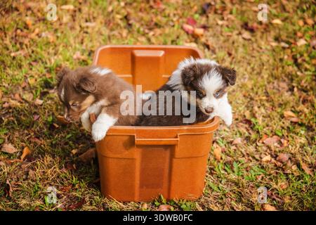Zwei australische Schäferhündchen sitzen draußen in einem braunen Plastikbehälter auf Herbstgras Stockfoto