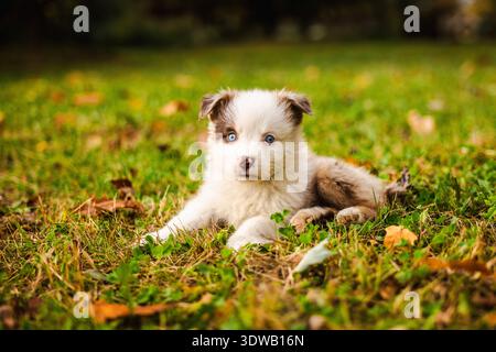 Der australische Schäferhund mit blauen Augen liegt auf grünem Gras im Herbstpark und blickt neugierig in die Kamera Stockfoto