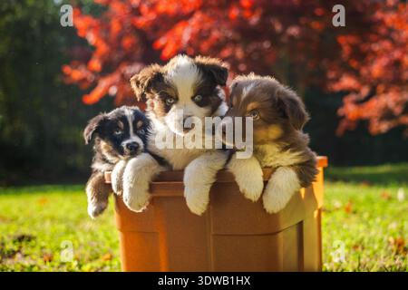 Drei Australian Shepherd Welpen sitzen zusammen in einer braunen Box draußen an einem sonnigen Herbsttag mit rotem Laub im Hintergrund Stockfoto