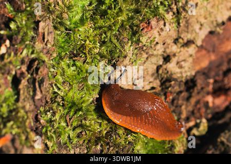 Eine detaillierte Makroaufnahme erfasst die glänzende Textur einer leuchtend orangen Schnecke, die sich ihren Weg über einen moosbedeckten Baumstamm, beleuchtet von Natu, bewegt Stockfoto