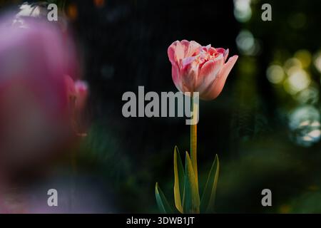Eine einzelne pinkfarbene Tulpe steht hoch vor einem dunklen, verschwommenen Hintergrund, beleuchtet vom warmen Schein des Sonnenuntergangs Stockfoto