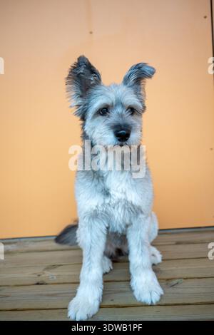 Kleiner grauer Hund, der auf Holzboden vor warmgelbem Hintergrund sitzt Stockfoto