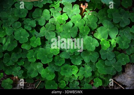 Nahaufnahme eines Clusters von gemeinem Holzsorrel (Oxalis acetosella), der auf einem moosigen Baumstumpf in einem Wald wächst Stockfoto