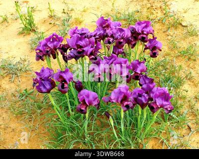 Lilafarbene mariae-Iris blühen im Frühjahr auf dem Sand der Negev-Wüste in Israel Stockfoto