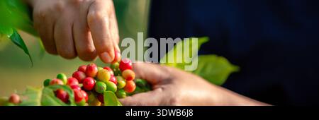 Nahaufnahme Handernte roter reifer Kaffeesamen Robusta arabica Beeren Ernte Kaffeefarm. Hand Leute ernten Kaffeebohne reife rote Beeren Pflanze frisch Stockfoto