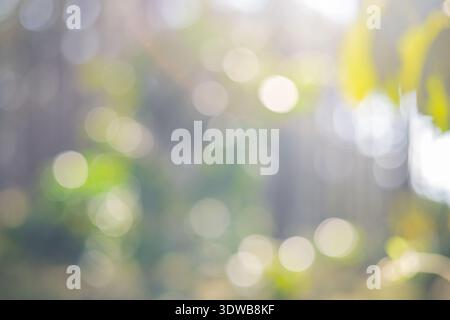 Unscharfes Bild der Ernte roter reifer Kaffeesamen Robusta arabica Beeren, die Kaffeefarm ernten. Ernten Sie Kaffeebohne reife rote Beeren Pflanzen frischen Samenkaffee Stockfoto
