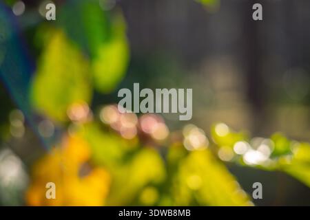 Unscharfes Bild der Ernte roter reifer Kaffeesamen Robusta arabica Beeren, die Kaffeefarm ernten. Ernten Sie Kaffeebohne reife rote Beeren Pflanzen frischen Samenkaffee Stockfoto