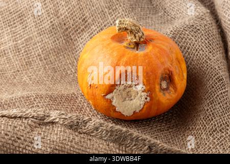 Schimmel auf Kürbisgemüse. Verrotteter ungesunder oranger Kürbis auf braunem Sacklappen-Hintergrund. Lebensmittelverschwendung. Stockfoto